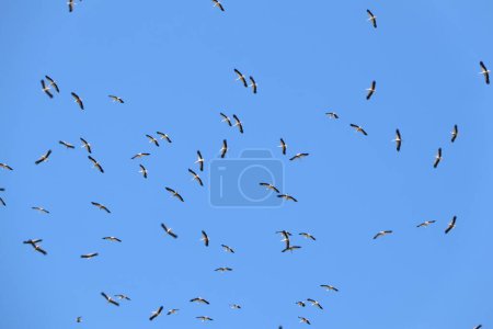 A large group of birds flying in unison under a clear, blue sky, symbolizing unity, freedom, and harmony