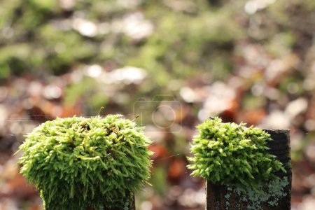 Detailed view of mosscovered wooden posts with a soft focus on the natural surroundings in the backdrop