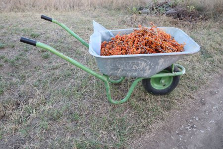 A wheelbarrow is filled with freshly picked carrots, set in a rural area, portraying a harvest scene in the countryside