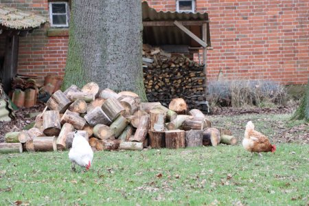 In a rustic farmyard, freerange chickens peck at the grass near stacked firewood, creating a cozy and peaceful setting