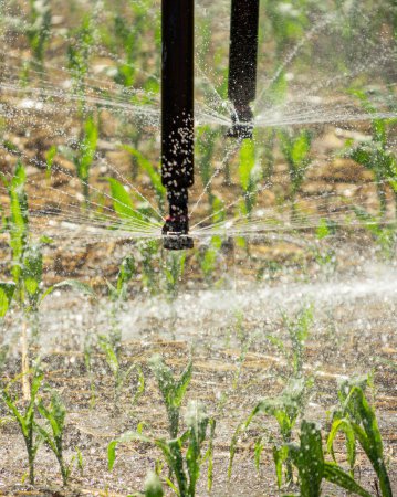 Téléchargez les photos : Fermer Détail de l'eau de pulvérisation d'arroseur sur la récolte de sorgho par équipement de pivot automatisé - en image libre de droit