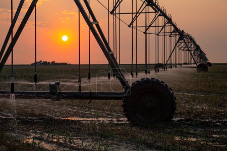 Téléchargez les photos : Paysage d'irrigation Arrosage par pivot Champ planté avec soleil à l'horizon au coucher du soleil - en image libre de droit