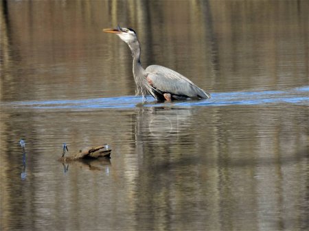 Photo for Blue heron eating a fish in Lake - Royalty Free Image