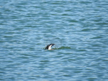 Photo for A diving bufflehead in a lake - Royalty Free Image