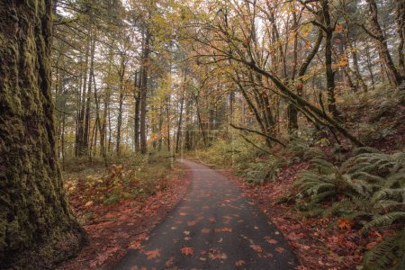 Camino a través del bosque encantado de otoño en el desfiladero del río Columbia, Oregon