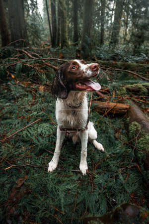 Photo for English Springer Spaniel puppy sitting happily outdoors in lush forest setting - Royalty Free Image