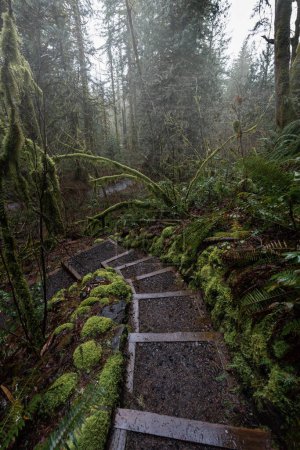 Mysterious staircase hiking through lush mossy fairytale forest in the Pacific Northwest, Oregon