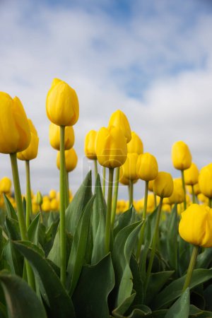 Foto de Vibrantes tulipanes de primavera amarillos florecientes - Imagen libre de derechos