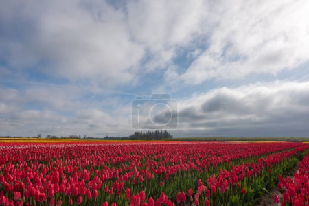 Téléchargez les photos : Beau champ de tulipes à fleurs colorées sous un ciel printanier spectaculaire en Oregon - en image libre de droit