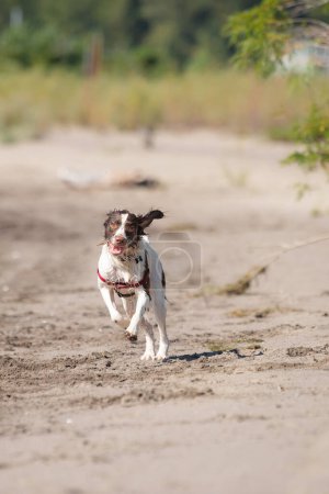 Photo for Funny wet dog running on beach - Royalty Free Image