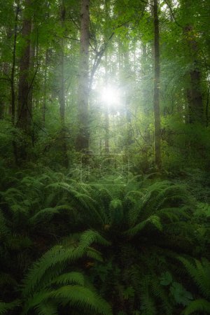 Foto de La luz de la mañana brilla a través de un exuberante bosque verde encantado en el noroeste del Pacífico - Imagen libre de derechos