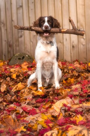 Téléchargez les photos : Portrait d'un chien espagnol au springer anglais assis dans un parc d'automne - en image libre de droit