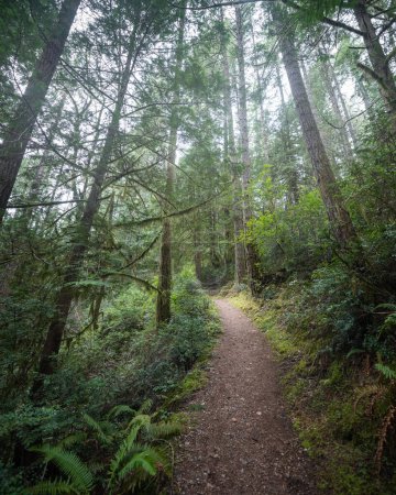 Foto de Camino a través de exuberante bosque verde durante el día - Imagen libre de derechos