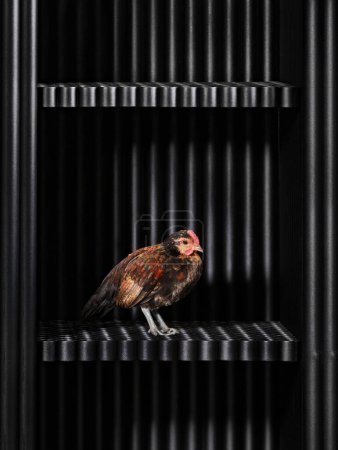 Téléchargez les photos : Un poulet brun se trouve sur le sol d'une armoire en fer ou d'une cage de créateurs fabriqués à partir de tuyaux noirs - en image libre de droit