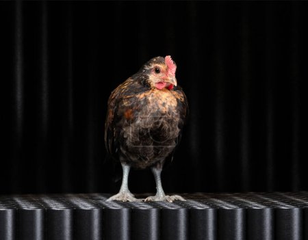 Téléchargez les photos : Un poulet brun se trouve sur le sol d'une armoire en fer ou d'une cage de créateurs fabriqués à partir de tuyaux noirs - en image libre de droit