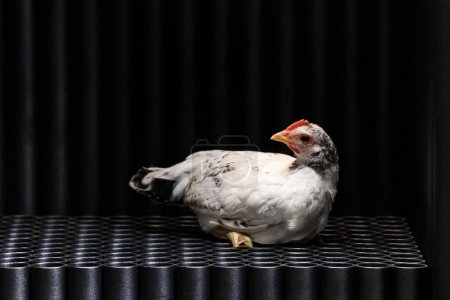 Téléchargez les photos : Un poulet blanc est assis sur le sol d'une armoire ou d'une cage en fer de designer faite de tuyaux noirs - en image libre de droit