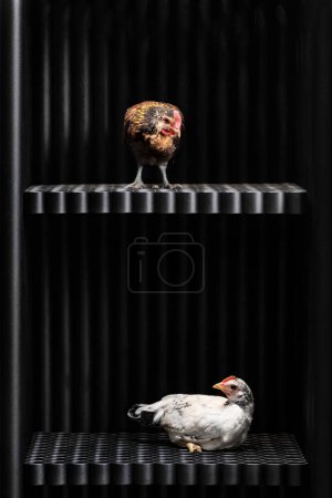 Foto de Una gallina marrón y una gallina blanca se sientan en diferentes pisos de una jaula de hierro como prisioneros en una prisión - Imagen libre de derechos