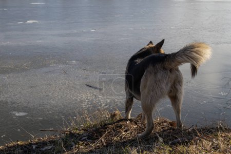 KYIV, UKRAINE - JANUARY 31, 2024: Very warm weather and sunshine on the last day of January. the dog is walking near the lake. she carefully stepped on the ice because there were ducks there. the dog returns to the shore.