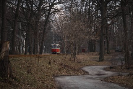 Photo for Pushcha-Vodytsia, Ukraine. February 22, 2024. The sun is shining in the last days of winter. incredible beauty in the forest. a tram goes from Kyiv to the forest. goes through the city into the forest - Royalty Free Image
