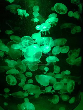 Foto de Hermosa reflexión de luz sobre medusas en el Instituto de Ciencias Marinas de la Universidad de Burapha. - Imagen libre de derechos