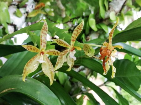 Phalaenopsis cornu-cervi macetas Floración Octubre-Marzo.