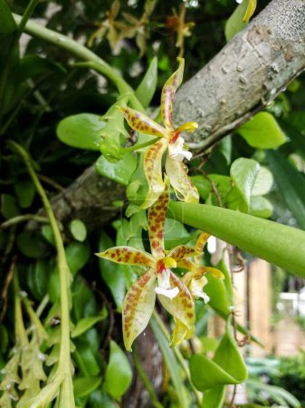 Photo for Phalaenopsis cornu cervi Potted plants. - Royalty Free Image