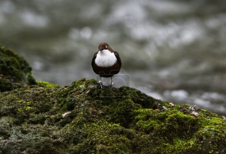 Foto de Dipper on a Rock Green Moss Cerca del agua - Imagen libre de derechos