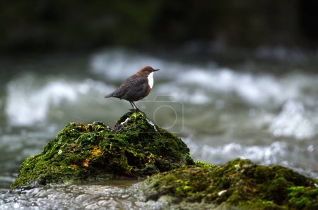 Foto de Dipper on a Rock Green Moss Cerca del agua - Imagen libre de derechos