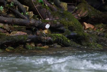 Foto de Osa en la rama del árbol de musgo verde cerca del agua - Imagen libre de derechos