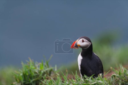 Photo for Puffin on the cliff edge with green floor and sea in the background - Royalty Free Image