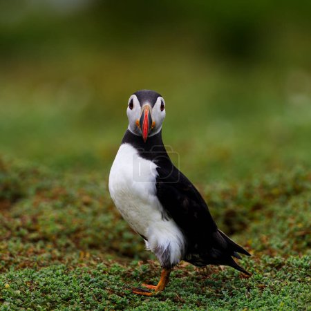 Photo for Puffin looking at the camera - Royalty Free Image