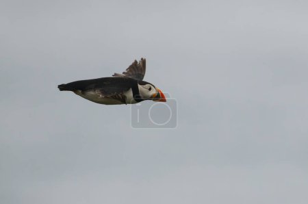 Photo for Flying beside the puffin - Royalty Free Image