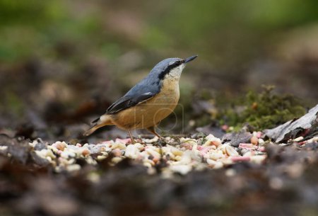 Nuthatch from ground before taking off