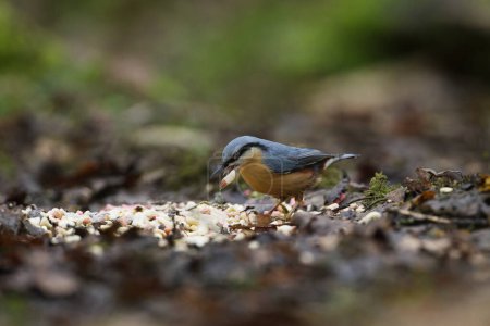 Nuthatch eating from ground