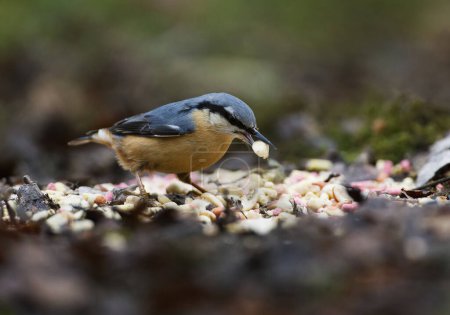 Nuthatch with nut on ground looking to pick up more