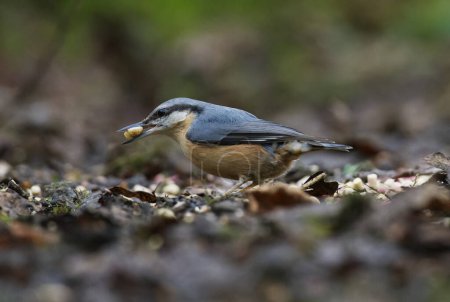 Nuthatch on ground with nut looking at food