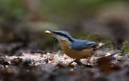 Nuthatch on ground with nut looking at camera