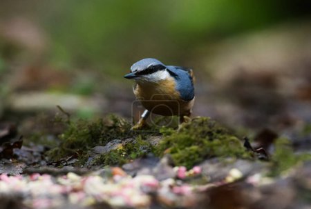 Nuthatch on the Moss looking at food