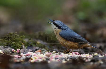 Wet Nuthatch with food gone in belly