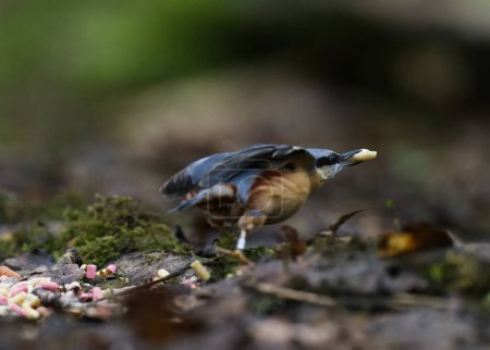 Nuthatch taking off from the ground food