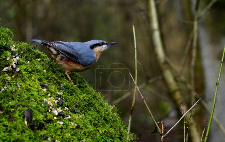 Nuthatch eating on a Moss side of the tree
