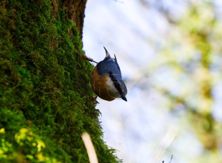 Nuthatch down of moss tree