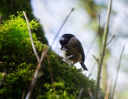 Nuthatch with Nut on moss