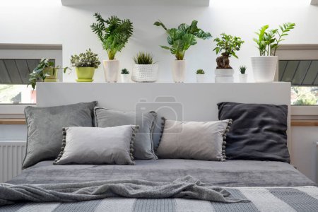 Téléchargez les photos : Oreillers et plantes dans la chambre à coucher dans un style scandinave.. Blanc et gris comme couleurs de design d'intérieur. - en image libre de droit