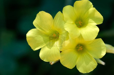 Téléchargez les photos : Photo du renoncule des bermudes Oxalis pes caprae fleurs - en image libre de droit