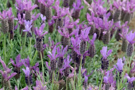 Photo for Photo of blooming lavender flowers lavandula stoechas javelin forte spanish lavender - Royalty Free Image