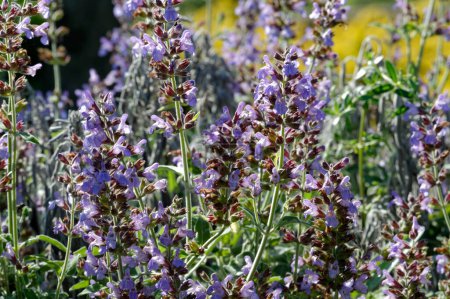 Photo of the common sage salvia officinalis