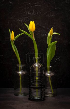 Téléchargez les photos : Photographie de tulipes jaunes, fond texturé noir - en image libre de droit