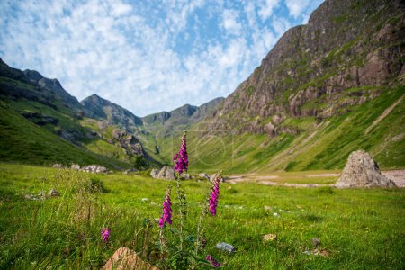 Foto de Paisaje fotografías de montañas, flores, Guante de zorro, valle - Imagen libre de derechos