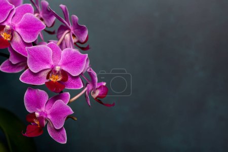 Photo for Macro blank photography of pink orchid, card, invitation - Royalty Free Image